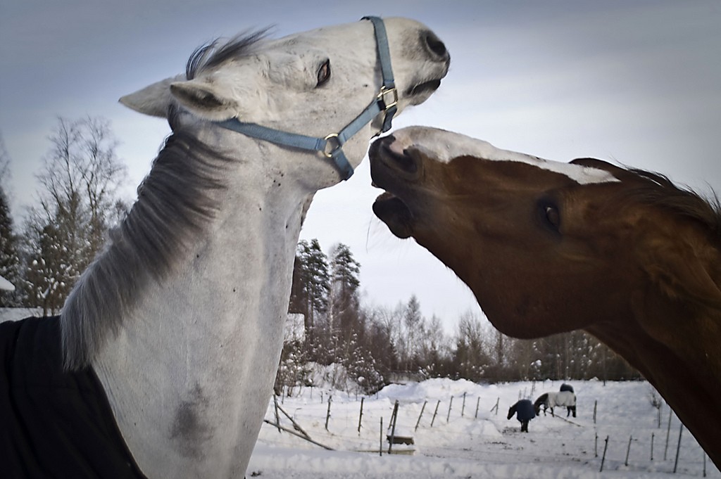 Hästar. Foto: Gyttorp ridklubb