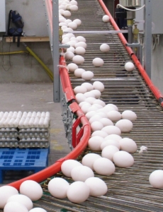 Bild på ägg, som transporteras på ett löpande band från hönshuset till förpackningsavdelningen.