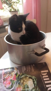 Katt i gryta.